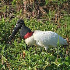 Jabiru d'Amérique