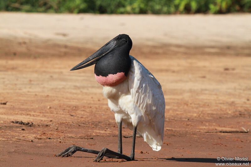 Jabiru d'Amérique