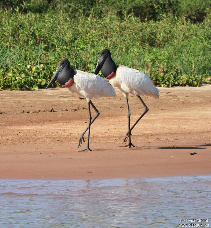 Jabiru d'Amérique