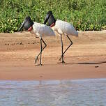 Jabiru d'Amérique