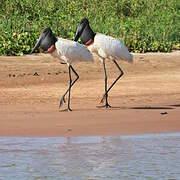 Jabiru d'Amérique