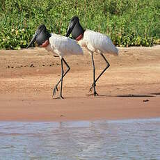 Jabiru d'Amérique