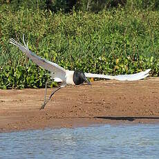 Jabiru d'Amérique