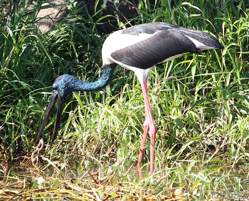 Jabiru d'Asie