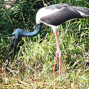 Jabiru d'Asie