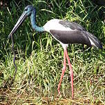 Jabiru d'Asie