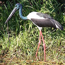 Jabiru d'Asie