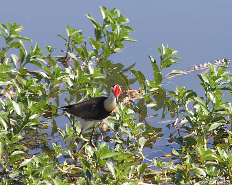 Comb-crested Jacana