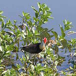 Jacana à crête