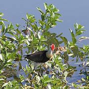 Comb-crested Jacana