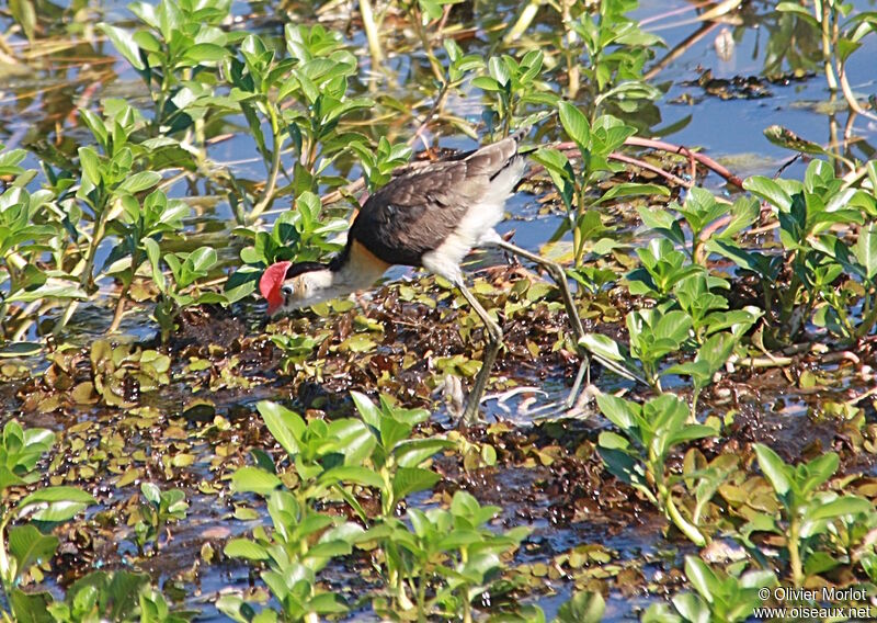 Comb-crested Jacana