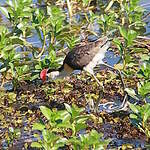 Jacana à crête