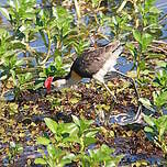 Jacana à crête