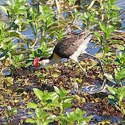 Comb-crested Jacana