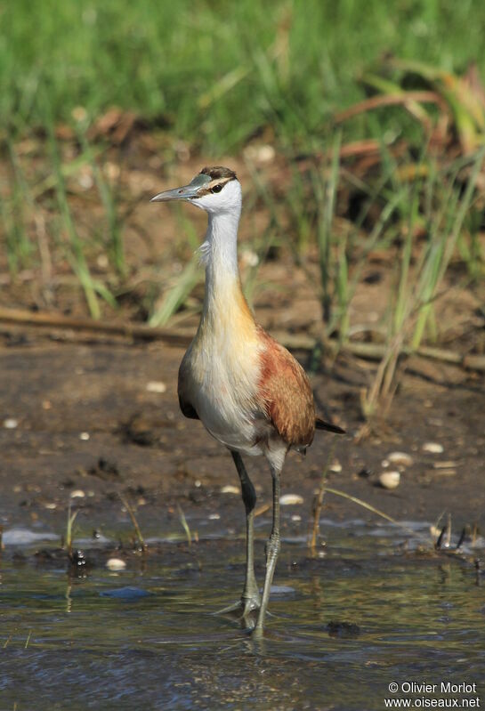 Jacana à poitrine dorée