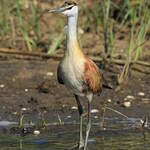 Jacana à poitrine dorée