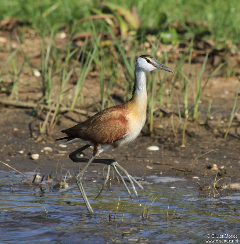 Jacana à poitrine dorée