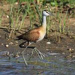 Jacana à poitrine dorée