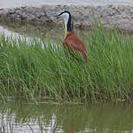 Jacana à poitrine dorée