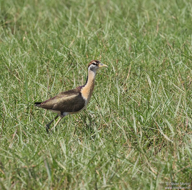 Jacana bronzéjuvénile