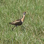 Jacana bronzé