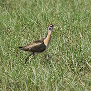 Jacana bronzé