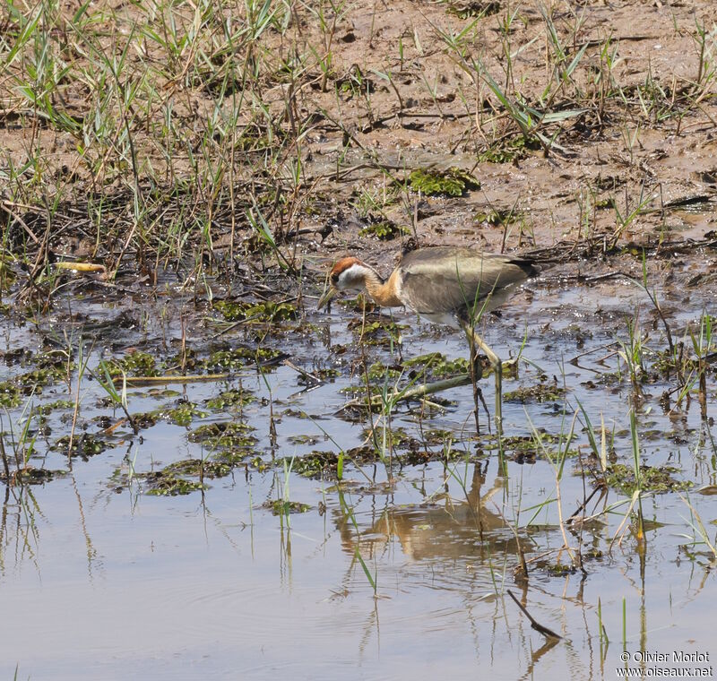 Bronze-winged Jacanajuvenile