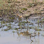 Bronze-winged Jacana