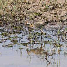 Jacana bronzé