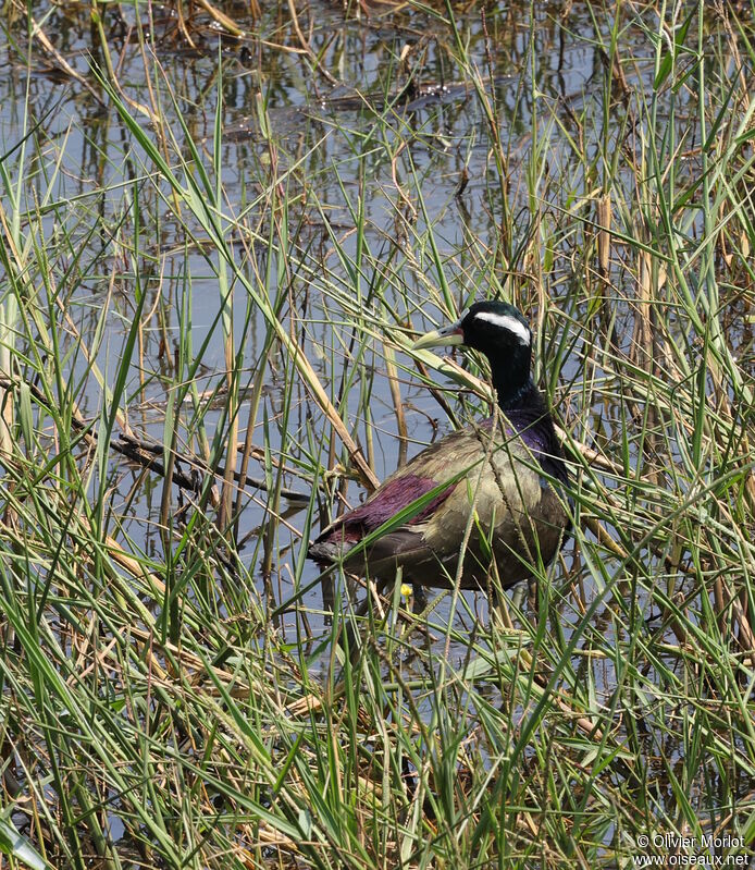 Bronze-winged Jacana