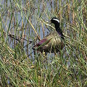 Bronze-winged Jacana