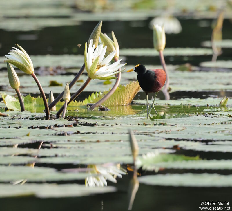 Northern Jacana