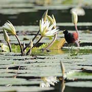 Jacana du Mexique