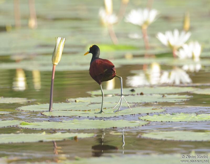 Northern Jacana