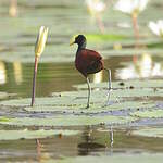 Jacana du Mexique