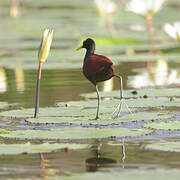 Northern Jacana