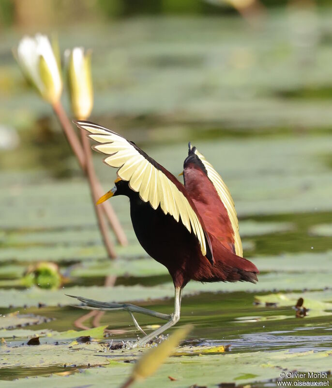 Jacana du Mexique