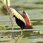 Jacana du Mexique