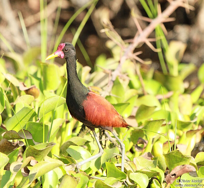 Wattled Jacana