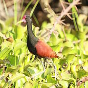 Wattled Jacana