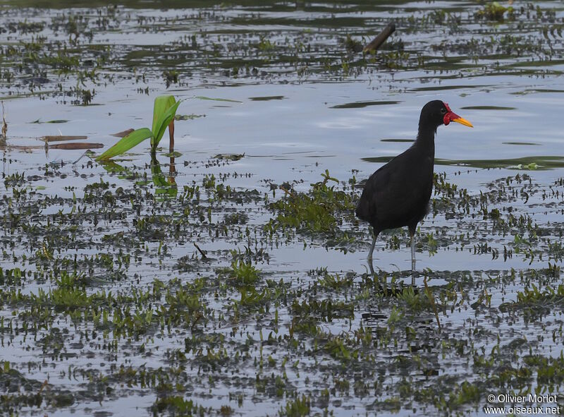 Wattled Jacanajuvenile