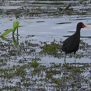 Wattled Jacana