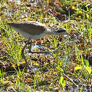 Wattled Jacana