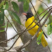 Black-headed Oriole