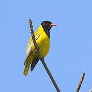 Black-headed Oriole