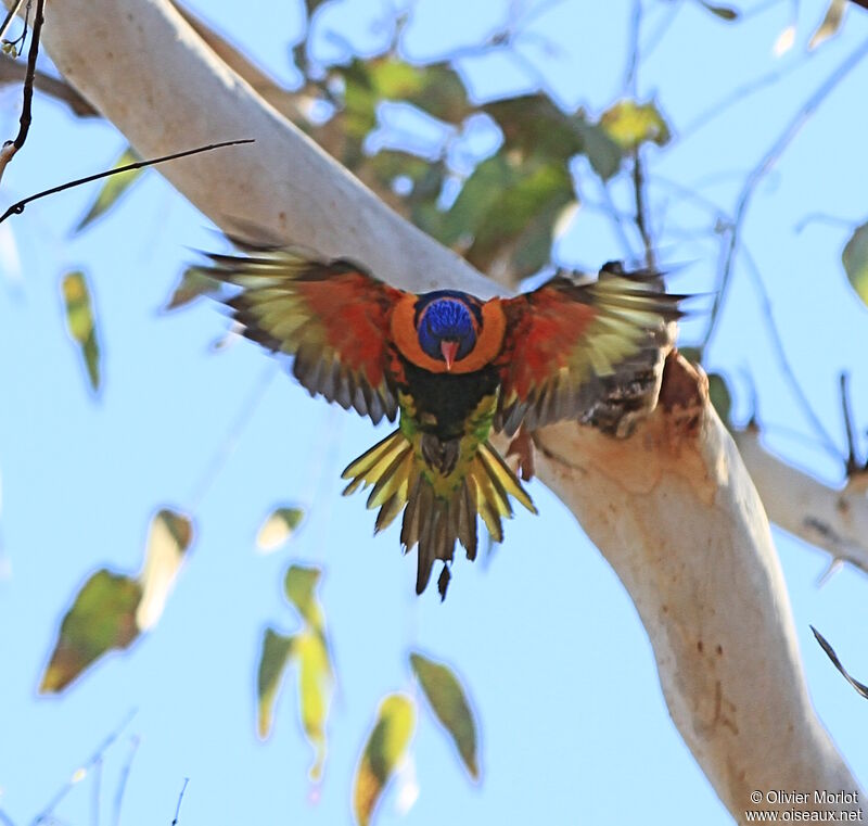 Red-collared Lorikeet