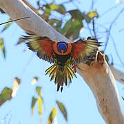 Red-collared Lorikeet