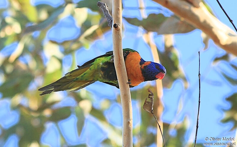 Red-collared Lorikeet