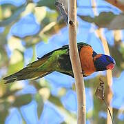 Red-collared Lorikeet