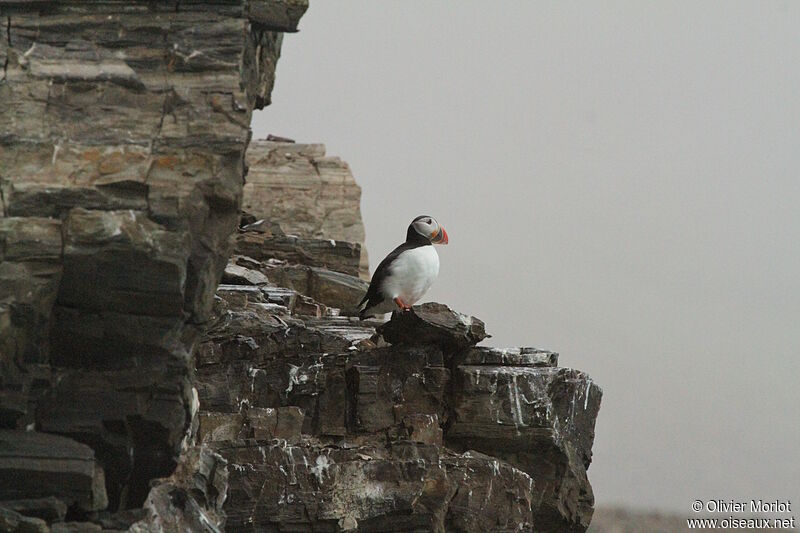 Atlantic Puffin